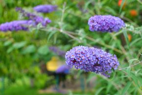 Arbre � papillons 'Ellens Blue'