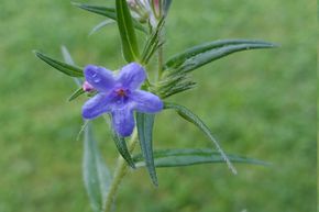 Gr�mil pourpre bleu