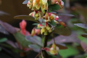 Berb�ris de Thunberg 'Harlequin' plante solitaire