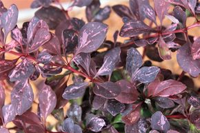 Berb�ris � feuillage panach� 'Pink Queen'