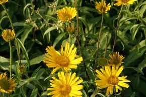 Buphtalme � feuilles de saule 'Alpengold'