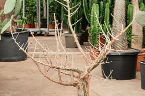 Arbre d'�l�phant