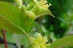 Diervill�e �l�gant