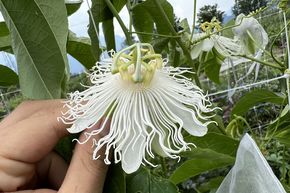Fruit de la passion Cooltropics� 'Snowstar'�
