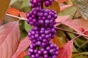 Callicarpe, arbuste aux bonsbons 'Imperial Pearl'