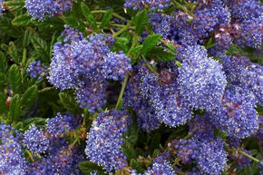 C�anothe, Lilas de Californie 'Blue Diamond'