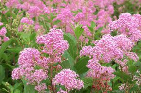 C�anothe, Lilas de Californie 'Marie Rose'