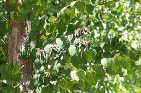 Arbre � caramel