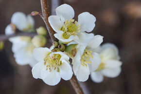 Coing d'ornement chinois, Fleur de p�che 'Nivalis'