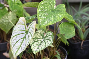 Caladium � feuilles panach�es ‘Candidum’