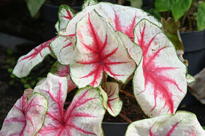 Caladium � feuilles panach�es ‘Fiesta’