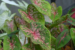 Caladium � feuilles panach�es ‘Pink Beauty’
