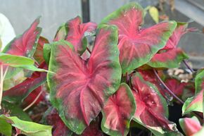 Caladium � feuilles panach�es ‘Royal Flush’