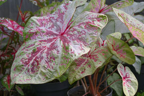 Caladium � feuilles panach�es 'Seafoam Pink'
