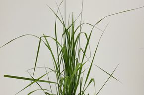 P�turin des jardins 'Karl Foerster'