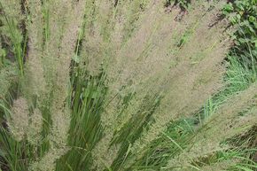 Herbe aux diamants