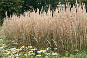 Calamagrostide 'Karl Foerster'