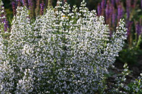 Petit Calament 'Triumphator' (ssp nepeta)