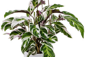 Calath�a 'Fusion White'