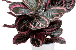Calath�a 'Suprise Star'