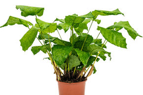 Calathea 'Network'