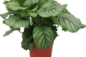Calath�a orbifolia