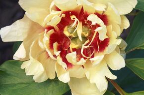 Pivoine Itoh 'Callie's Memory'