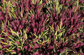 Bruy�re commune, Callune d'automne Twingirls� rouge/ jaune