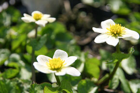 Populage des marais blanche 'Alba'