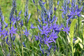Lys des Indiens 'Maybelle'�