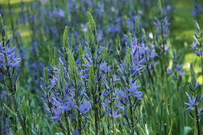 Camassia 'Caerulea'