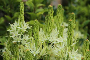 Camassia 'Alba'