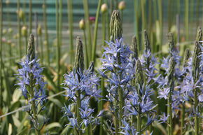 Quamash 'Blue Candle'
