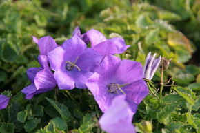 Campanule des Carpates 'Blaue Clips'