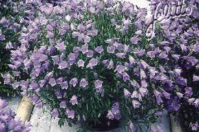 Campanule 'Blue Baby'