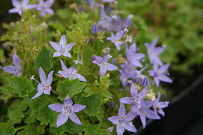 Campanule �toil�e 'Major'