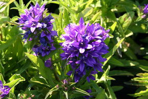 Campanule � bouquets 'Acaulis'