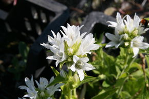 Campanule en boule 'Alba'