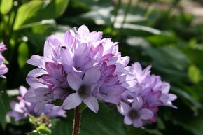 Campanule � bouquet 'Caroline'