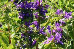 Campanule � bouquet 'Dahurica'