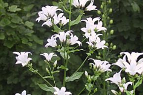 Campanule � fleurs laiteuses 'Alba'