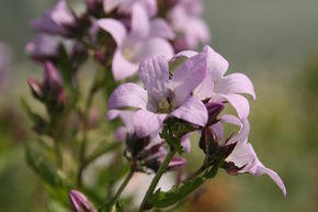 Campanule � fleurs laiteuses 'Loddon Anne'