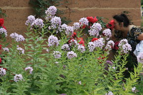 Campanule � fleurs laiteuses 'Prichard'