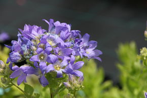 Campanule � fleurs laiteuses 'Superba'
