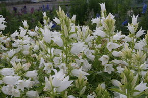 Campanule � feuilles larges 'Alba'