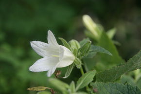 Campanule 'Mevrouw van Vollenhoven'