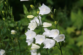 Campanule � feuilles de p�cher 'Grandiflora Alba'