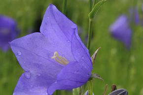 Campanule � feuilles de p�cher 'Grandiflora Coerulea'