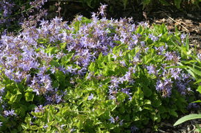 Campanule de rocaille 'Blauranke'