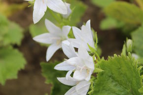Campanule de rocaille 'E.H. Frost'
